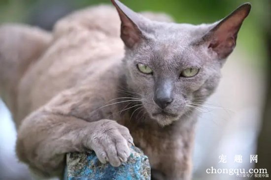 科拉特猫多少钱一只 科拉特猫价格