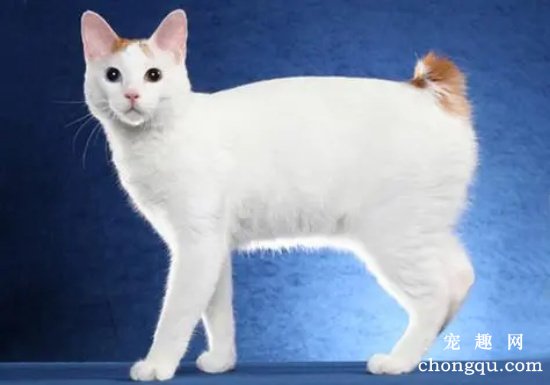 日本短尾猫怎么挑选？