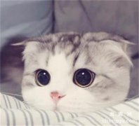 猫眼角有褐色的眼屎是怎么回事？