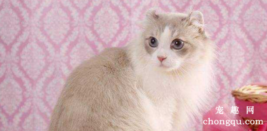 猫咪急性肾衰竭的原因、症状和治疗