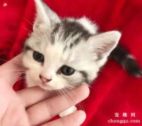 猫鼻支要怎么预防及治疗?