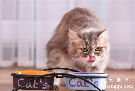 猫咪拉不出尿一直蹲着怎么办？猫咪拉不出尿的原因