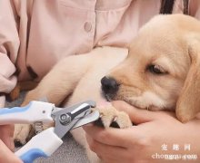 如何护理爱犬趾甲？