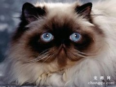 喜马拉雅猫怎么看纯不纯？