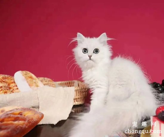 金吉拉猫多少钱一只？