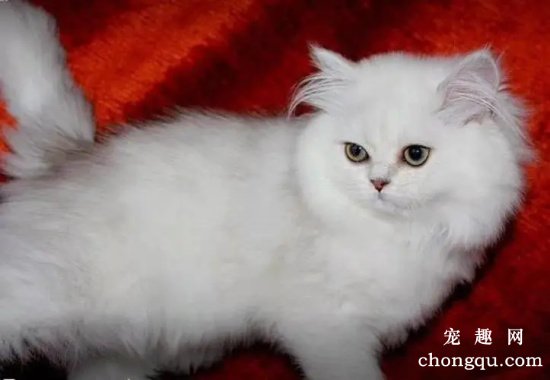 金吉拉猫多少钱一只？