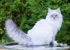 西伯利亚猫一只多少钱？