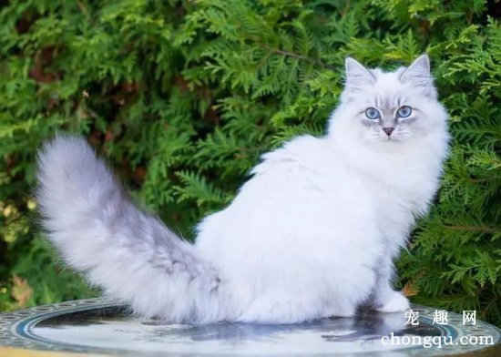 西伯利亚猫一只多少钱？
