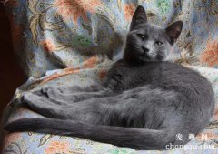 <b>俄罗斯蓝猫形态有什么特征 蓝猫形态特征介绍</b>