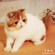 加菲猫多少钱一只 加菲猫价格