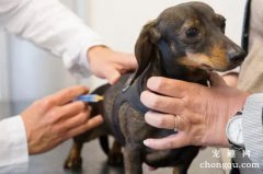 宠物狗打疫苗过敏怎么办