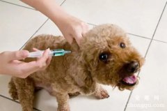 泰迪犬打疫苗过敏怎么办?