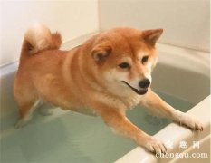 <b>夏季给狗多长时间洗一次澡?</b>