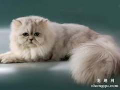 波斯猫多少钱一只 宠物猫波斯猫价格
