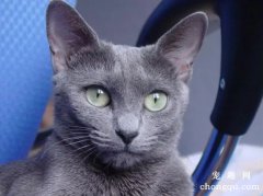 俄罗斯蓝猫多少钱 俄罗斯蓝猫价格