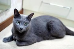 猫最喜欢主人摸哪里？