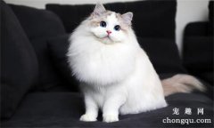 猫咪刚到家怕生躲起来怎么办