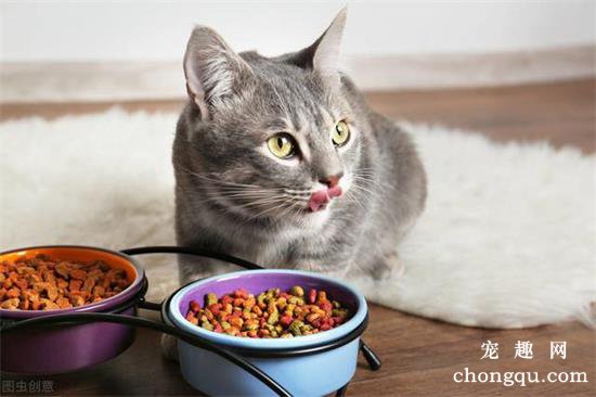 猫咪尿道炎吃什么药？