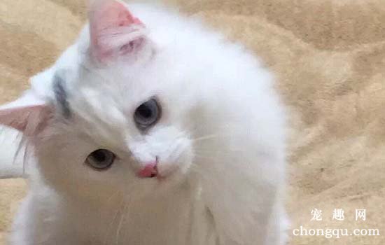 猫咪能不能吃牛肉?