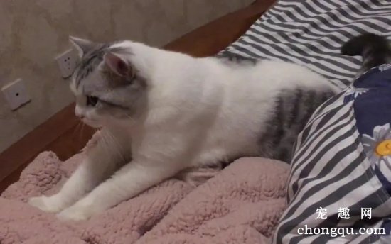 如何让猫不上沙发和床?
