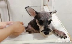 <b>雪纳瑞狗狗的刷洗方法</b>