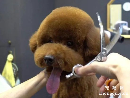 如何护理贵宾犬的毛发