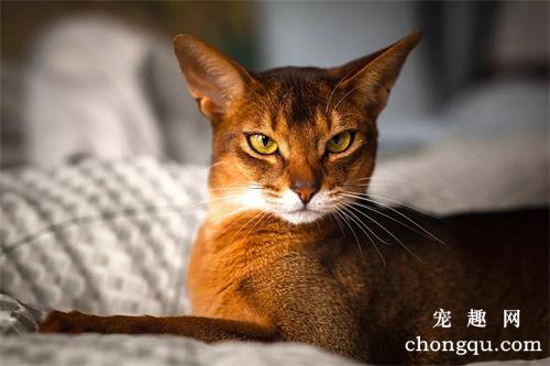 猫咪自发性膀胱炎的病因症状与诊断治疗