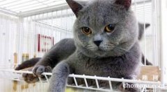 猫咪得了猫瘟初期有什么症状？
