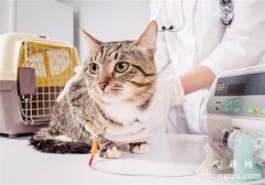 英国短毛猫常见的疾病之打喷嚏现象的原因