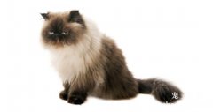 喜马拉雅猫有哪些遗传性疾病？