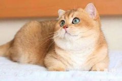 <b>猫咪子宫蓄脓症的症状及治疗方法</b>