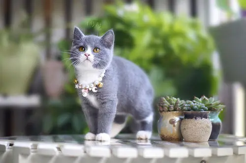 英短猫寿命一般多少年？