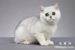 <b>猫咪胰腺炎的症状和治疗方法</b>