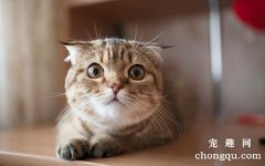 <b>猫咪产后抽搦症的治疗和预防方法</b>
