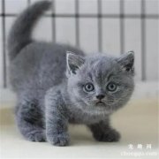英短蓝猫怀孕一般生几个？