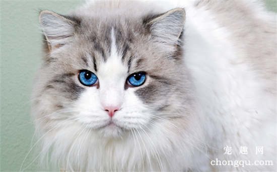 布偶猫幼猫怎么分辨蓝双还是海双？