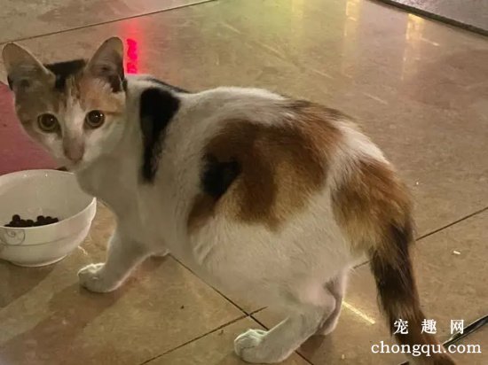 猫怀孕会掉毛吗?