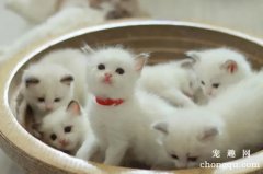 <b>为什么猫一窝挑最大的？</b>