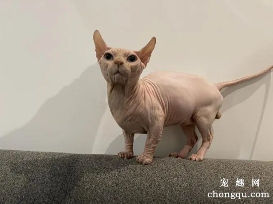 无毛猫怎么看血统纯不纯？