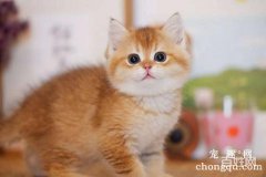 小猫爱舔人脚咋回事？