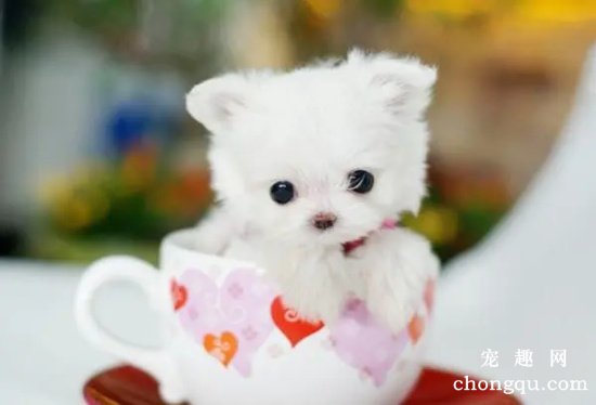 茶杯犬怀孕怎么照顾