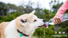 <b>狗狗不喝水怎么办</b>