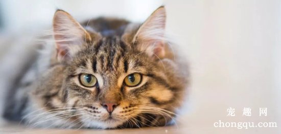 猫咪患上胃内异物症及治疗方法