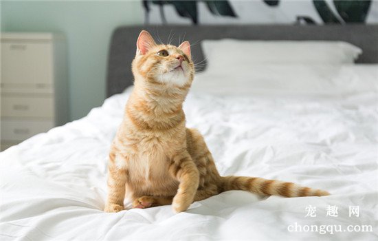 猫咪大小便失禁应该怎么办呢？