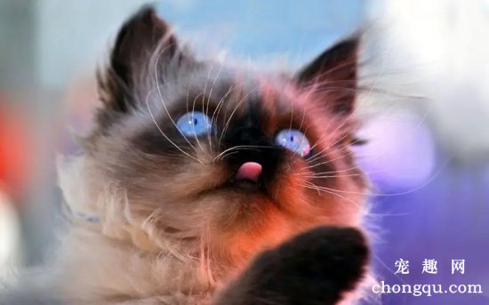 造成猫咪眼中有红血丝的原因有哪些？