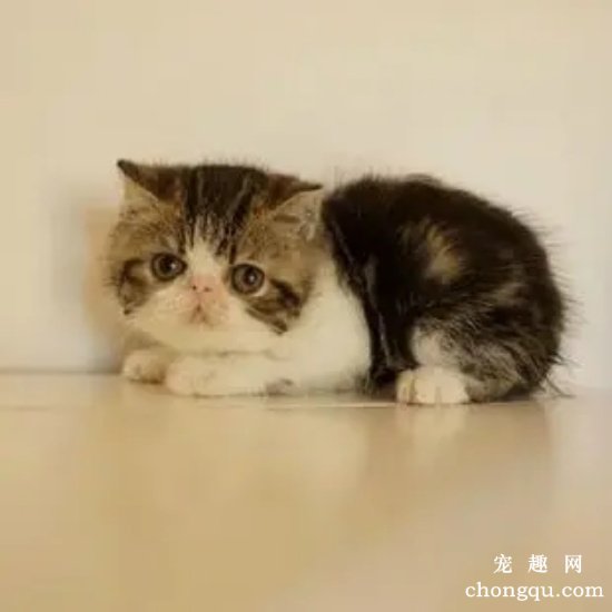 猫咪爪子感染了真菌怎么办？