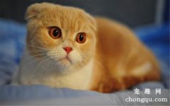 <b>猫咪肠胃炎的症状及治疗方法？</b>
