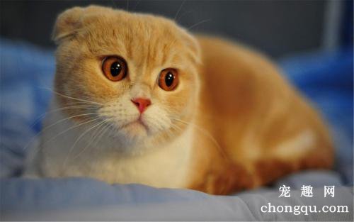猫咪肠胃炎的症状及治疗方法？