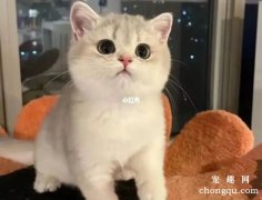 <b>猫开心时候的表现?</b>