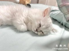 猫怀孕会嗜睡吗？